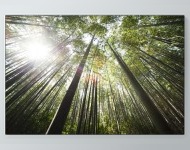 Bamboo Forest Poster