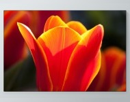 Glowing Tulip Poster