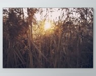 Sun in the Field Poster