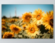 Sunflower Fields Poster