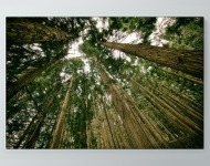 Tall Trees Poster