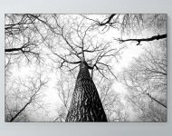Tree Branches Poster