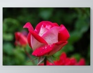 Wet Rose Poster