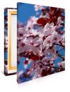 Almond Blossom Print