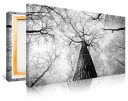 Tree Branches Print