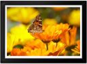 Butterfly Flowers Print