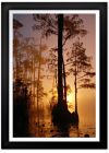 Swamp Sunset Print