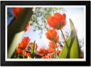 Tulip Garden Print