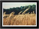 Windy Wheat Field Print