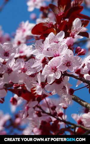 Almond Blossom Print - Photography Posters - Posters - PosterGen.com