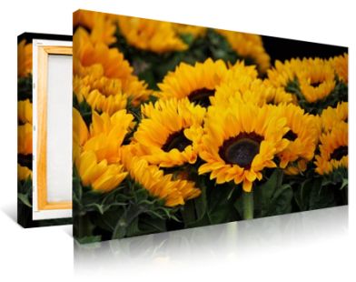 Sunflower Field Print - Photography Posters - Posters - PosterGen.com