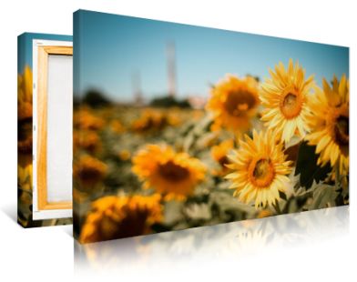 Sunflower Fields Print